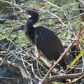Very wet Anhinga just came out of the water after a long swim for food.
