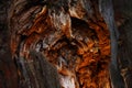 Amazing hollow in tree Royalty Free Stock Photo