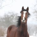 Amazing horse looking at you in winter Royalty Free Stock Photo