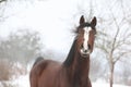 Amazing horse looking at you in winter Royalty Free Stock Photo