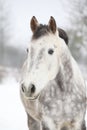 Amazing horse looking at you in winter Royalty Free Stock Photo