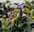 Amazing house sparrow with closed beak is sitting in group of green leaves.