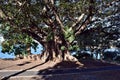 An amazing huge fig tree in The Royal Garden in city centre in Sydney Royalty Free Stock Photo