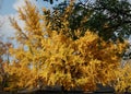 Amazing huge old Ginko tree Ginko biloba in golden autumn color in South Korea.
