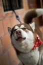 AN AMAZING HUSKY DOG HOWLING Royalty Free Stock Photo