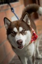 AN AMAZING HUSKY DOG LOOKING AT YOU Royalty Free Stock Photo