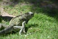 Amazing Iguana Creeping Around with Grass in His Mouth