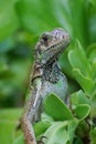Amazing Iguana in the Top of a Bush Royalty Free Stock Photo
