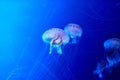 An amazing illustration of the underwater world in blue illumination with jellyfish and tentacles. Poisonous inhabitants of the