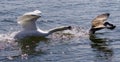Amazing image of the angry swan attacking the Canada goose Royalty Free Stock Photo