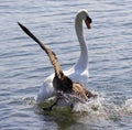 Amazing image with the Canada goose attacking the swan on the lake Royalty Free Stock Photo