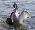 Amazing image with a Canada goose attacking a swan on the lake Royalty Free Stock Photo