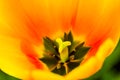 Amazing image of the close up of a tulip