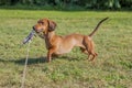 Amazing image of a sausage dog playing with his leash