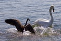 Amazing image of the small Canada goose attacking the swan on the lake Royalty Free Stock Photo