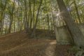 Amazing image of the staircase of a ancient amphitheater in the open air in the middle of the forest Royalty Free Stock Photo