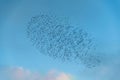 Amazing image of starling murmuration in flight during pastel colour Winter sunset evening Royalty Free Stock Photo