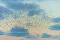 Amazing image of starling murmuration in flight during pastel colour Winter sunset evening Royalty Free Stock Photo
