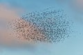 Amazing image of starling murmuration in flight during pastel colour Winter sunset evening Royalty Free Stock Photo