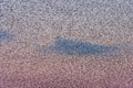 Amazing image of starling murmuration in flight during pastel colour Winter sunset evening Royalty Free Stock Photo