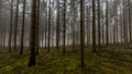 Amazing image of tall pine trees in the forest with moss on the ground in the forest