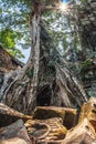 Amazing incredible giant ancient trees of Ta Prohm, Angkor Wat, Siem Reap, Cambodia. The temple is also known as Tomb