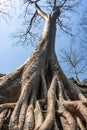 Amazing incredible huge roots of the giant ancient trees of Ta Prohm, Angkor Wat, Siem Reap, Cambodia. The temple is