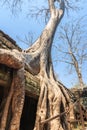 Amazing incredible huge roots of the giant ancient trees of Ta Prohm, Angkor Wat, Siem Reap, Cambodia. The temple is