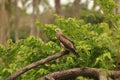 An amazing indian eagle is over a big fell log in a village by a coconut farm. Beautiful creature is everywhere in the farm.