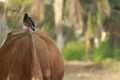 An amazing indian myna upon the back of a cow grazing. Yellow beaked bird is very keen and active.