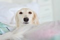 Amazing and intensive dog eyes of a purebred adorable white saluki / Persian greyhound. A happy, relaxed female dog at home in