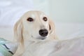 Amazing and intensive dog eyes of a purebred adorable white saluki / Persian greyhound. A happy, relaxed female dog at home in