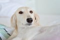 Amazing and intensive dog eyes of a purebred adorable white saluki / Persian greyhound. A happy, relaxed female dog at home in