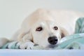 Amazing and intensive dog eyes of a purebred adorable white saluki / Persian greyhound. A happy, relaxed female dog at home in