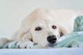 Amazing and intensive dog eyes of a purebred adorable white saluki / Persian greyhound. A happy, relaxed female dog at home in