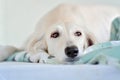 Amazing and intensive dog eyes of a purebred adorable white saluki / Persian greyhound. A happy, relaxed female dog at home in