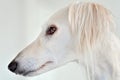 Amazing and intensive dog eyes of a purebred adorable white saluki / Persian greyhound. A happy, relaxed female dog at home in