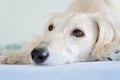 Amazing and intensive dog eyes of a purebred adorable white saluki / Persian greyhound. A happy, relaxed female dog at home in