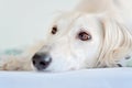 Amazing and intensive dog eyes of a purebred adorable white saluki / Persian greyhound. A happy, relaxed female dog at home in