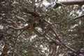 Pine branches intertwined in a pattern