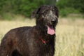 Amazing irish wolfhound standing alone