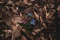 Amazing isolated blue lungworts flower grows in wild forest between old leaves in western Ukraine early spring