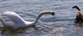Amazing isolated photo of the swan attacking the Canada goose Royalty Free Stock Photo