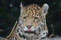 Amazing Jaguar Cat Licking His Lips with a Pink Tongue