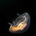 An amazing Jellyfish appears like glowing of fire in cold black ocean water. Picture from The Sound, Malmo Sweden