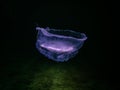 An amazing Jellyfish appears in purple with green water underneath in Oresund, Malmo Sweden. Cold green water Royalty Free Stock Photo