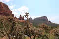 Amazing Joshua Plants in Arizona National Park USA Royalty Free Stock Photo