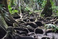 Beautiful treeÃÂ´s roots on carenero island Bocas del Toro panama Royalty Free Stock Photo