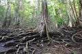 Beautiful treeÃÂ´s roots on carenero island Bocas del Toro panama Royalty Free Stock Photo