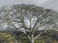 Amazing kapok tree Ceiba pentandra